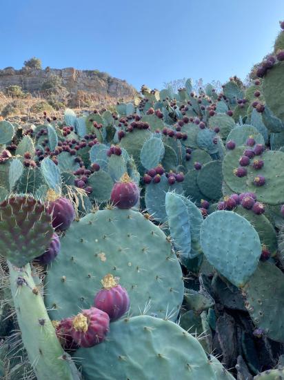 Prickly Pear Seeds | 10 Pieces