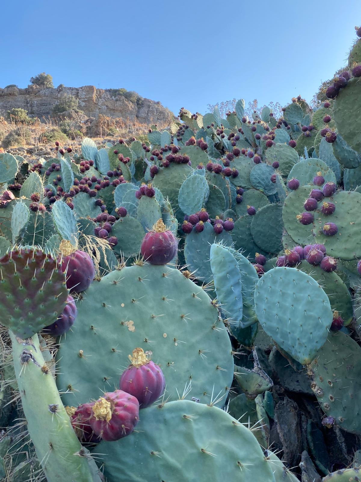 Prickly%20Pear%20Seeds%20|%2010%20Pieces